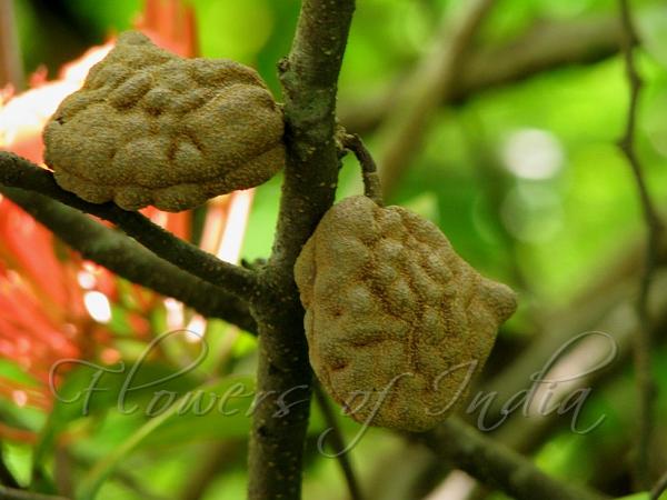 Wrinkled Pod Mangrove